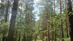 Sierra del Tremedal, en Orihuela del Tremedal, donde se ha desarrollado la investigación Therapy Forest, sobre baños forestales.