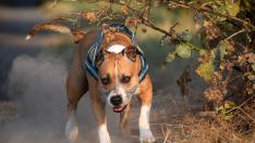 Los perros eran cruce de American Staffodshire Terrier, animal que sí está considerado como peligroso.
