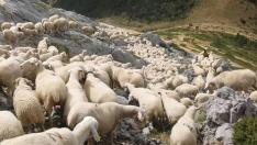 Un rebaño de ovejas en el Pirineo aragonés
