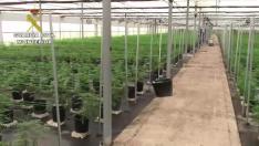La Guardia Civil desmantela una plantación ilegal de cannabis sátiva en la localidad de Tauste