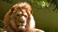 Foto de archivo de un león