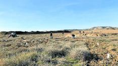 Voluntarios de la comunidad de regantes Molinar del Flumen durante la plantación de carrasca y almendros en Sangarrén (Huesca).