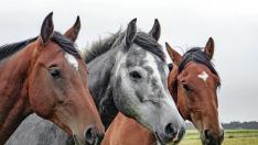 La asociación animalista Libera! y la Fundación Franz Weber reclaman una ley de protección equina en Galicia.
