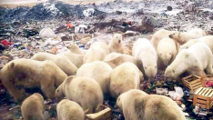 Los osos polares rebuscando comida en un vertedero del pueblo ruso.