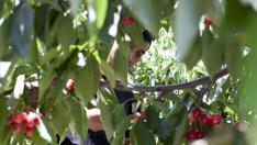 Unos trabajadores durante la campaña de recolección de la fruta en Aragón.