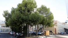 Zona de pinos junto al hospital San Jorge de Huesca donde se prevé construir el nuevo edificio de Urgencias.