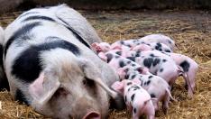 Cerdos recién nacidos junto a su madre en una granja.