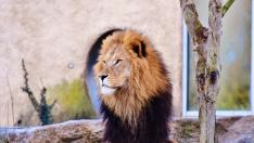 Muere un hombre atacado por un león al que tenía en su propiedad en República Checa