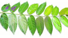 Imagen enfermedades plantas
