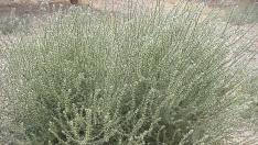 salsola