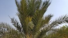 palmera