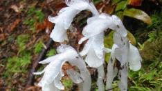 Monotropa uniflora