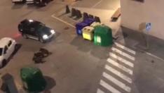 El Ayuntamiento de Graus ha formalizado la solicitud de un permiso extraordinario de caza por daños ante la plaga de jabalíes que están soportando los huertos y cultivos próximos al casco urbano de la villa ribagorzana.