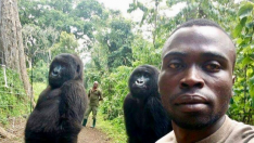 Gorilas con sus cuidadores