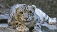 snow-leopard-1006542_960_720