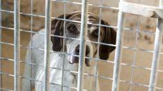 Un perro acogido en el Centro Municipal de Protección Animal tras ser abandonado.
