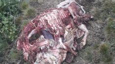 Imagen de una oveja atacada por Goiat en Cataluña.