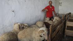 Luis Sorrosal y sus ovejas merinas, muy apreciadas por la calidad de su lana.