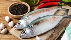Indian mackerel Rastrelliger kanagurta