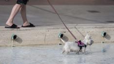 Un perro se refresca en una fuente de Zaragoza en un día de calor.
