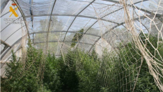 La plantación de marihuana en Aljafarín.