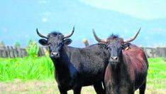Ejemplares de bovino bravío que los ganaderos aragoneses quieren que se reconozcan como raza autóctona del valle del Ebro.