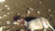 Imagen del animal que ha aparecido muerto en la explotación afectada.