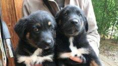 Los dos cachorritos de un mes y medio que necesitan familia de adopción