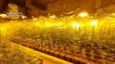 Incautadas 2.018 plantas de marihuana entre San Blas y Cella, en Teruel