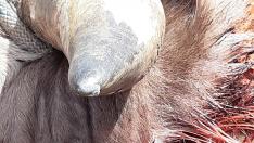 Detalle de la mordedura sufrida por el toro en la cabeza.