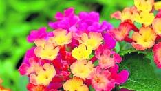 Lantana