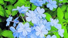 plumbago
