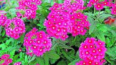 Verbena