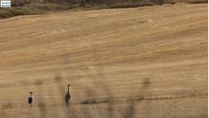 Grullas en Gallocanta... ¿en agosto?
