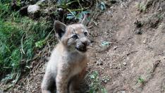 Nace el primer lince en el Pirineo catalán desde hace más de un siglo.