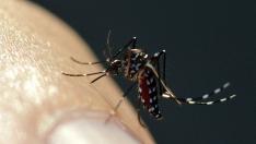 El mosquito tigre ('Aedes albopictus') es una especie invasora procedente de Asia que cada vez se extiende más por España y ya ha sido detectado en al menos 20 municipios aragoneses. Su picadura es muy dolorosa y además transmite enfermedades como el dengue o la fiebre chikungunya.