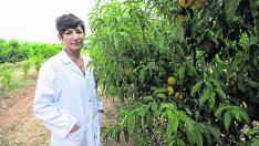 La zaragozana Celia Cantín trabaja en el programa de mejora del melocotón del Centro de Investigación y Tecnología Agroalimentaria de Aragón (CITA) gracias a un contrato Araid. El Ministerio le acaba de conceder una subvención para un proyecto de tres años.