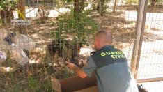 La Guardia Civil de Teruel rescata a 6 cachorros de pastor alemán enterrados vivos en una localidad del Bajo Aragón