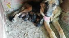 La Guardia Civil ha rescatado a 6 cachorros recién nacidos de pastor alemán que fueron enterrados vivos en un terreno de la provincia de Teruel.