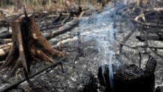 Árboles convertidos en cenizas en uno de los incendios junto al Amazonas