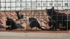La camada de felinos que se descubrió la pasada semana en un edificio de la avenida de Navarra de la capital aragonesa ya han sido rescatados por el Proyecto CES (Captura,Esteriliza, Suelta).