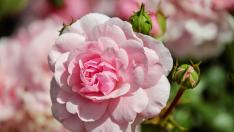 Rosa