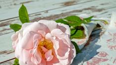 Rosa
