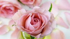 Rosa