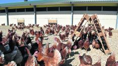Instalaciones al aire libre donde se crían las gallinas de la cooperativa Los Monegros.