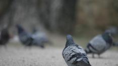 La plaga de palomas es un problema común a muchas localidades