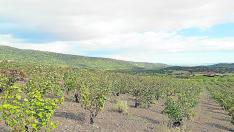 viñas Borsao