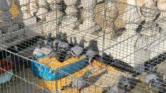 Un total de 500 palomas se han capturado en la primera batida de la campaña.