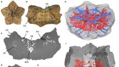 Hallan por primera vez el sistema nervioso de un lirio de mar de hace 125 millones de años en fósiles de Teruel.