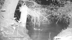 El castor europeo tiene una capacidad más limitada que el americano para hacer grandes presas en los ríos, con las que ‘domesticar’ el cauce a su antojo.